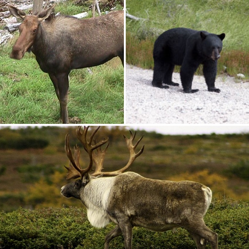 Moose, black bear and caribou in the wild.